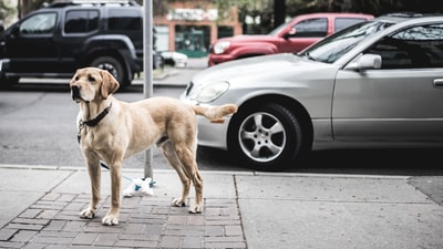 一只棕色短毛狗站在停在路上的灰色汽车旁